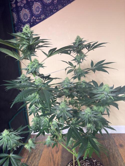 Grease monkey. Week 6