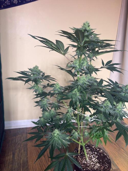 Grease monkey. Week 6