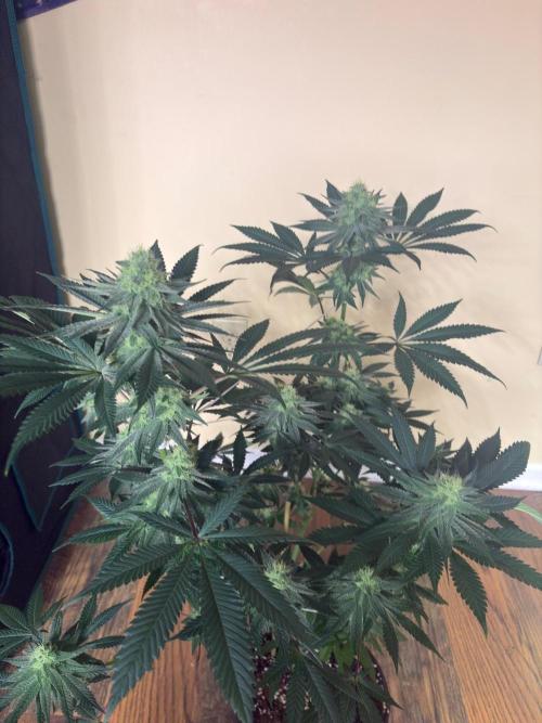 Grease monkey. Week 6