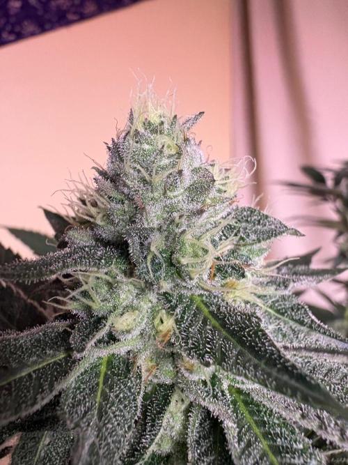 Purple oreoz F1. Week 6