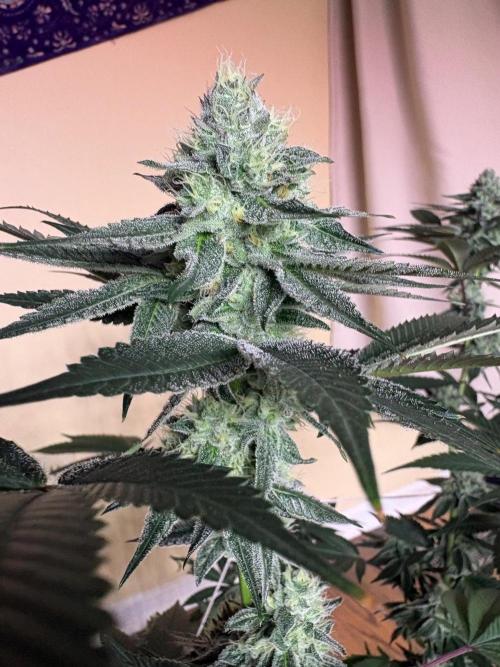 Purple oreoz F1. Week 6