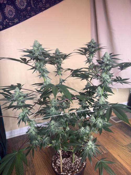 Purple oreoz F1. Week 6
