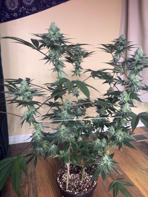 Purple oreoz F1. Week 6