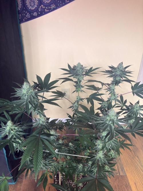 Purple oreoz F1. Week 6