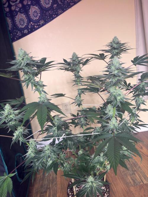 Purple oreoz F1. Week 6