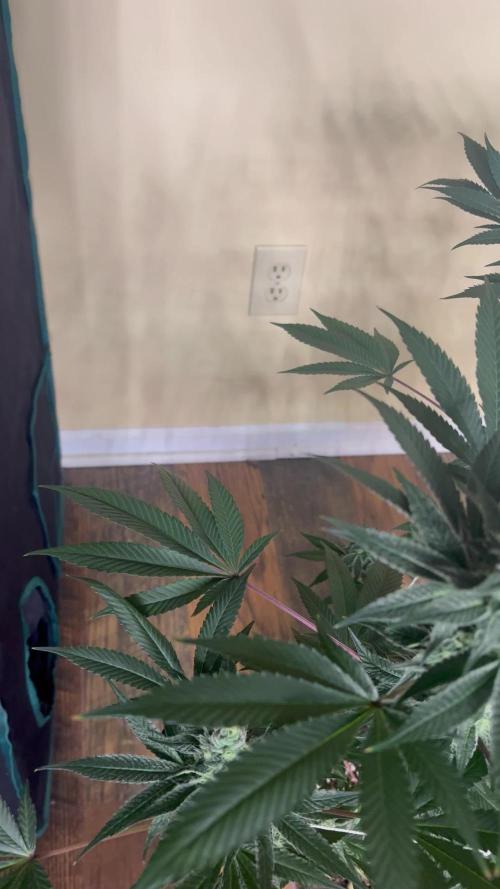Purple oreoz F1