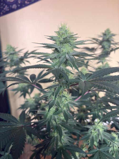 White truffle. Week 6