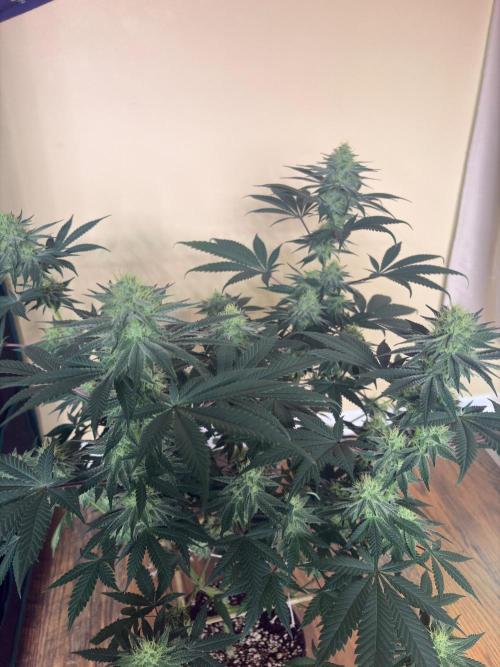 White truffle. Week 6