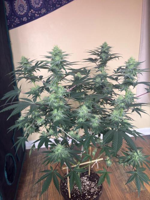 White truffle. Week 6