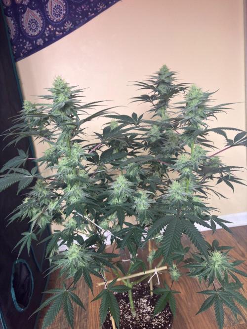 White truffle. Week 6