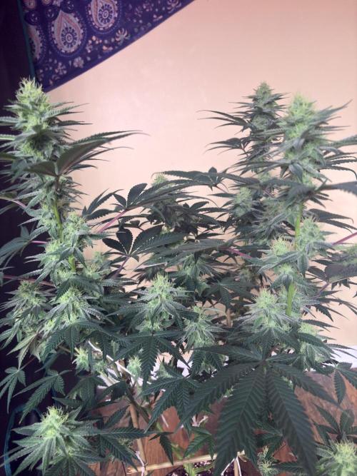 White truffle. Week 6