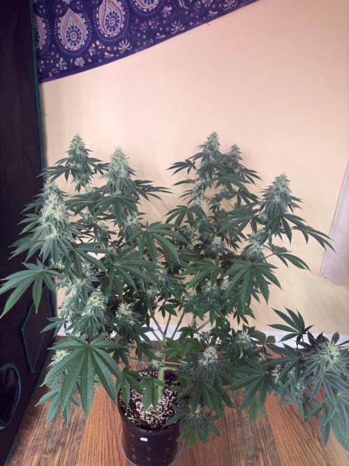 M.a.c Muffin. Week 6