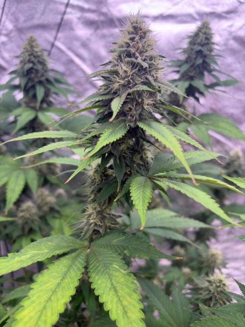 Tropicana cookies purple. Week 6