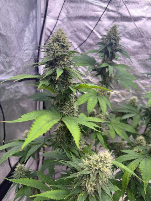 Tropicana cookies purple. Week 6
