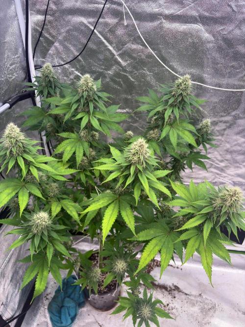 Tropicana cookies purple. Week 6