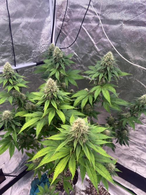 Tropicana cookies purple. Week 6