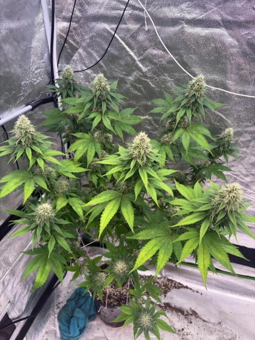 Tropicana cookies purple. Week 6
