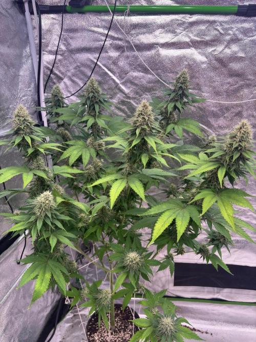 Tropicana cookies purple. Week 6