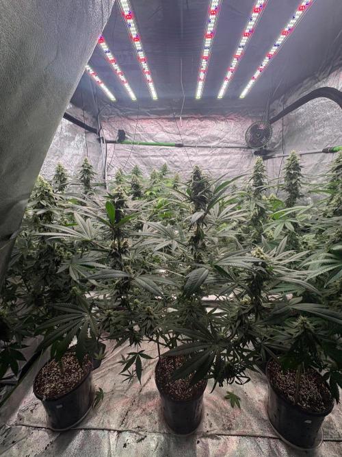 Biscotti lime. Week 6