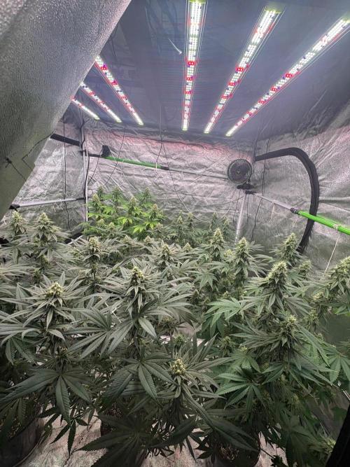 Biscotti lime. Week 6