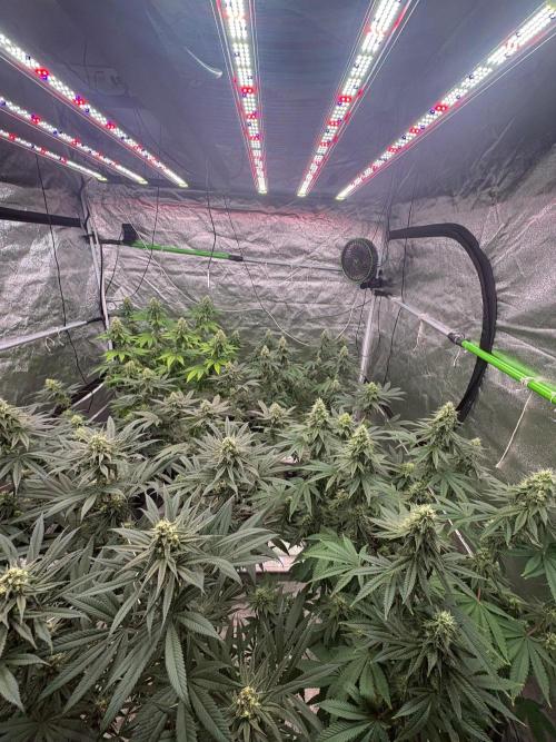 Biscotti lime. Week 6