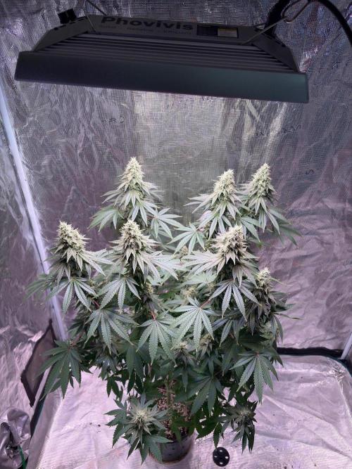 Phovivis OptiGrowx240 TropicanacookiesFF. Week 6