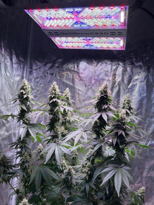 Phovivis OptiGrowx240 TropicanacookiesFF. Week 6