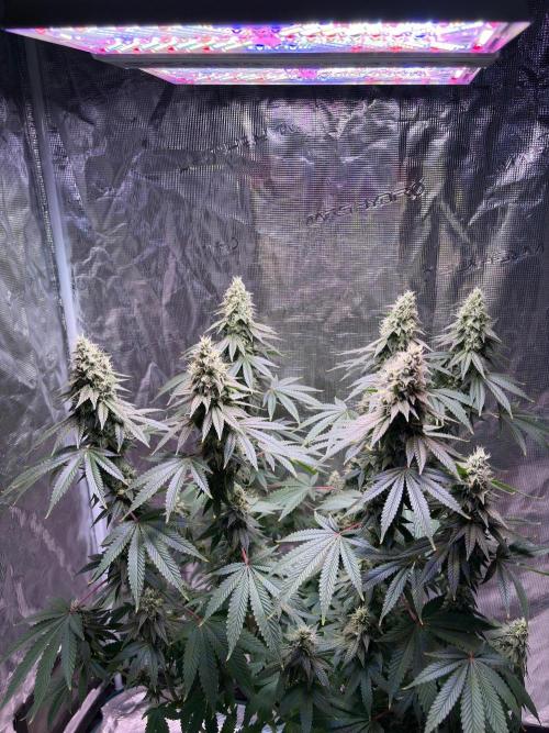 Phovivis OptiGrowx240 TropicanacookiesFF. Week 6
