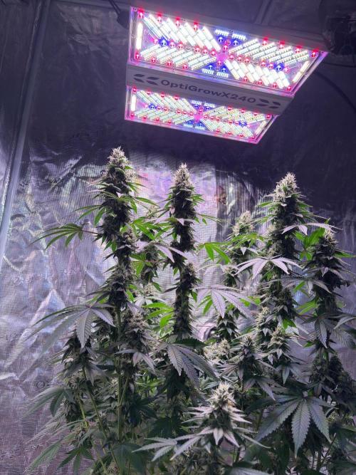 Phovivis OptiGrowx240 TropicanacookiesFF. Week 6