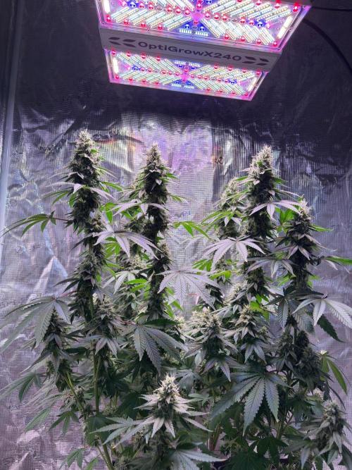 Phovivis OptiGrowx240 TropicanacookiesFF. Week 6