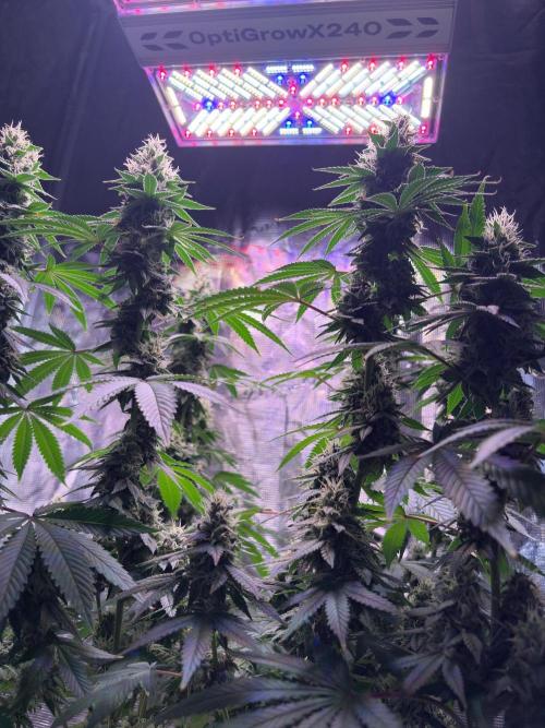 Phovivis OptiGrowx240 TropicanacookiesFF. Week 6
