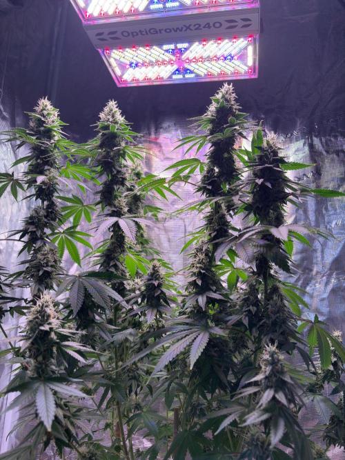 Phovivis OptiGrowx240 TropicanacookiesFF. Week 6