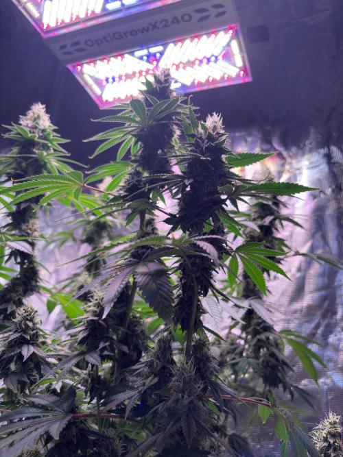 Phovivis OptiGrowx240 TropicanacookiesFF. Week 6
