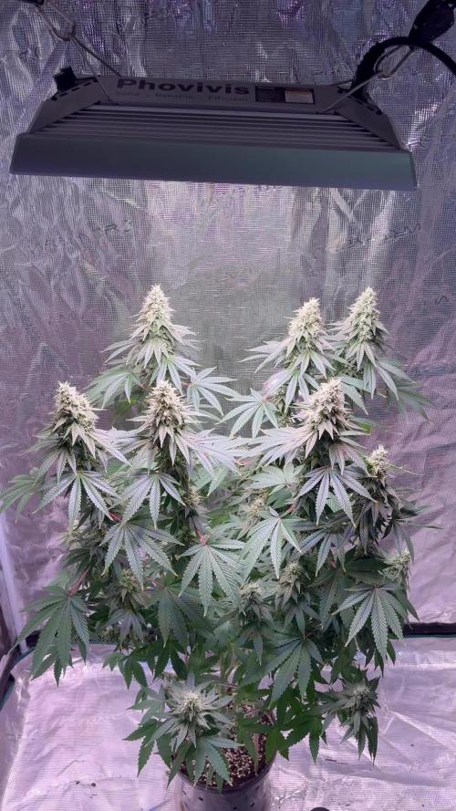 Phovivis OptiGrowx240 TropicanacookiesFF