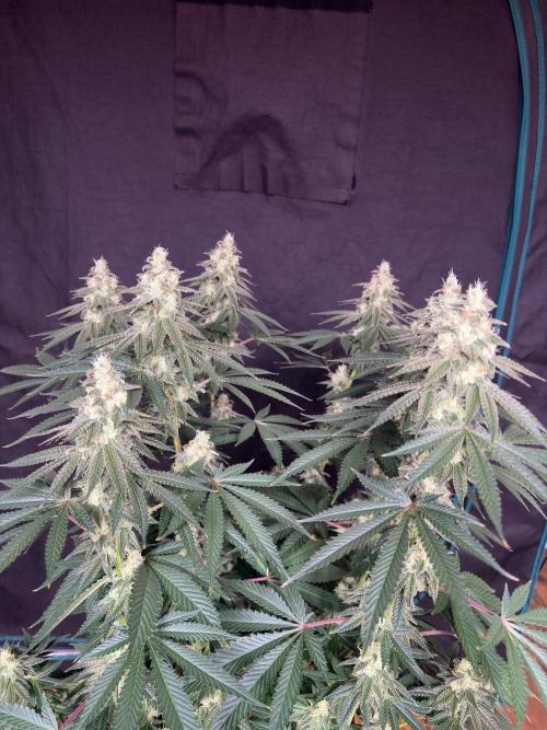 Dynamite diesel. Week 7