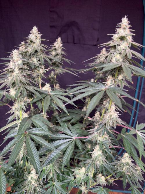 Dynamite diesel. Week 7