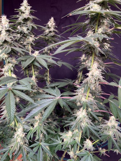 Dynamite diesel. Week 7