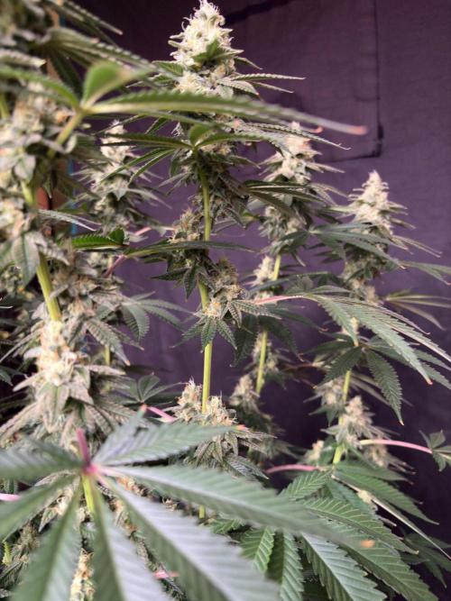 Dynamite diesel. Week 7