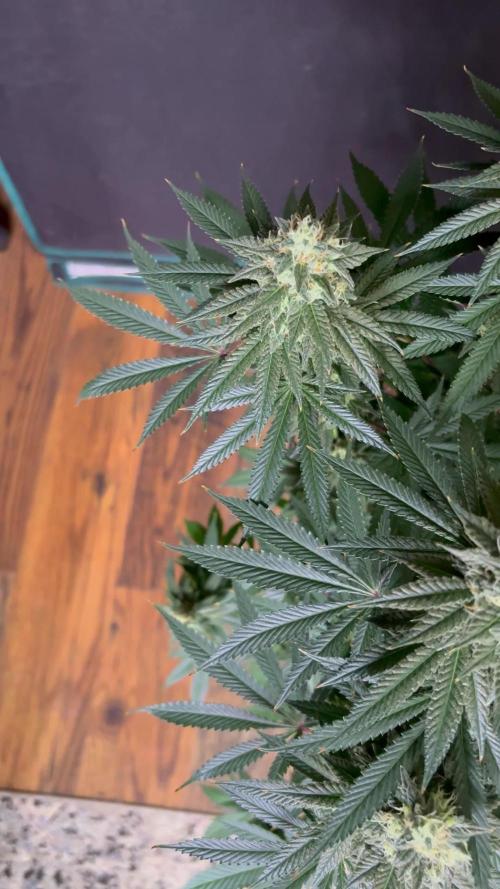 Dynamite diesel