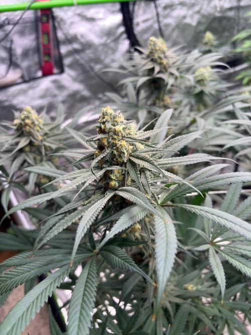 Legendary OG punch. Week 7