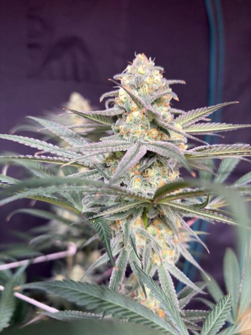 Legendary OG punch. Week 7