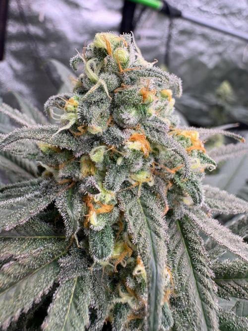 Legendary OG punch. Week 7