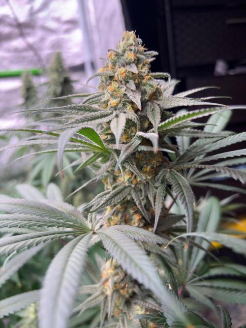 Legendary OG punch. Week 7