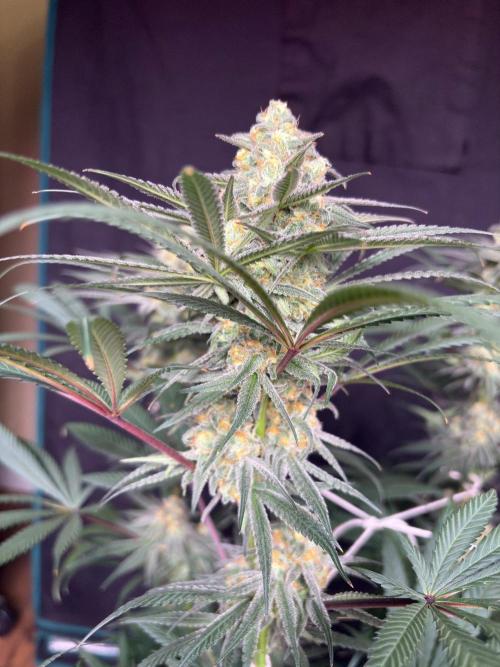 Legendary OG punch. Week 7