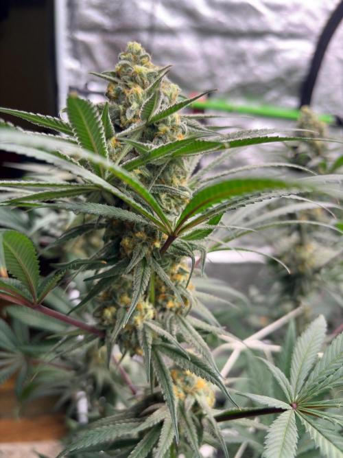 Legendary OG punch. Week 7