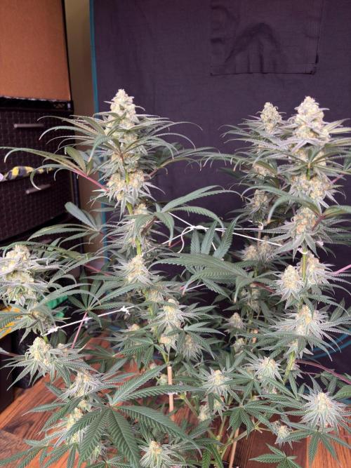 Legendary OG punch. Week 7