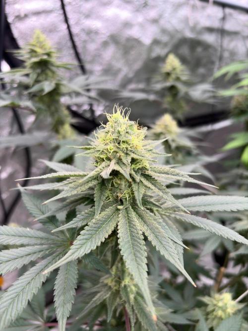 Grease monkey. Week 7