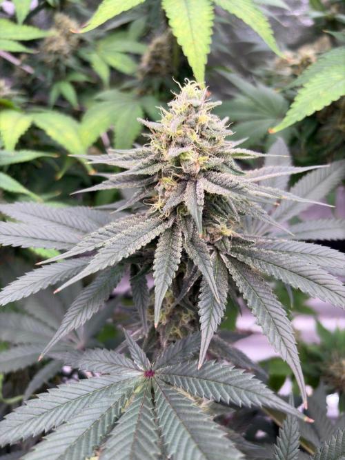 Grease monkey. Week 7