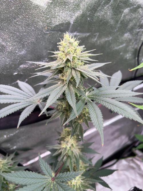 Grease monkey. Week 7