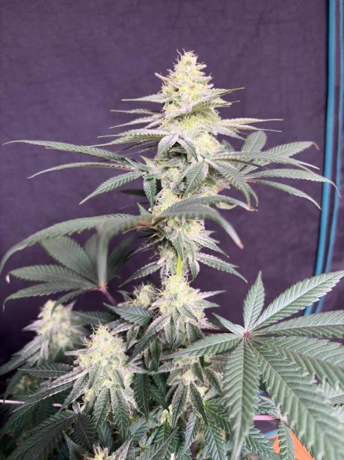 Grease monkey. Week 7